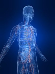 4683187-highlighted-lymphatic-system1 4683187-highlighted-lymphatic-system1